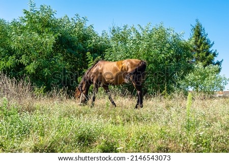 Beautiful wild brown horse stallion on summer flower meadow, equine eating green grass. Horse stallion with long mane portrait in standing position. Equine stallion outdoors, big horse equines. Royalty-Free Stock Photo #2146543073