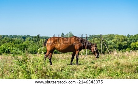 Beautiful wild brown horse stallion on summer flower meadow, equine eating green grass. Horse stallion with long mane portrait in standing position. Equine stallion outdoors, big horse equines. Royalty-Free Stock Photo #2146543075