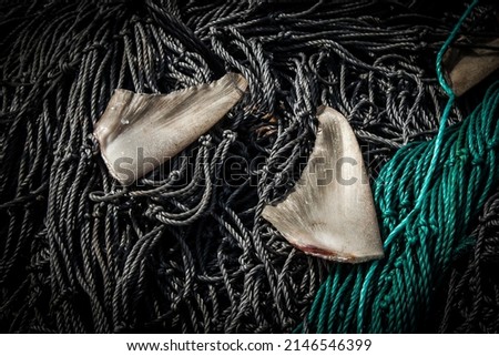 Close up of Shark fins, illegally caught