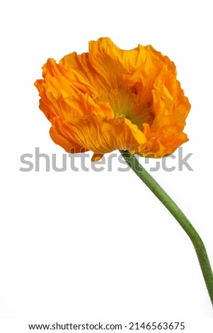 Beautiful orange 'Oriental poppy' flower (Papaver orientale) isolated on white background.