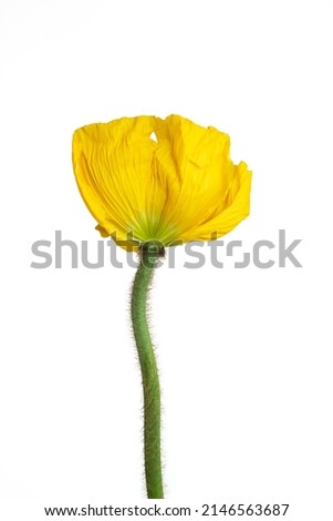 Beautiful yellow 'Oriental poppy' flower (Papaver orientale) isolated on white background.