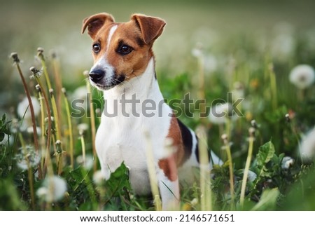 Small Jack Russell terrier sitting in green grass meadow, white dandelion flowers around Royalty-Free Stock Photo #2146571651