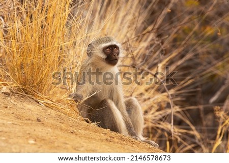 vervet monkey sitting south africa