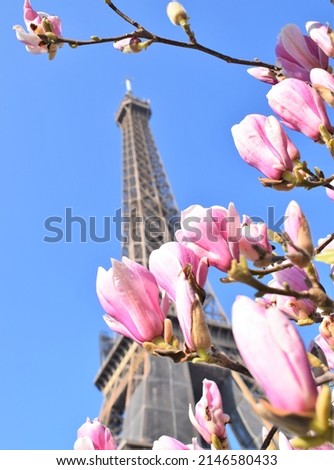 Beautiful view of the Eiffel tower with flowers in the foreground against  a blue sky on a sunny spring day