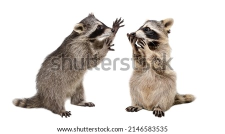 Two funny playful raccoons isolated on white background Royalty-Free Stock Photo #2146583535