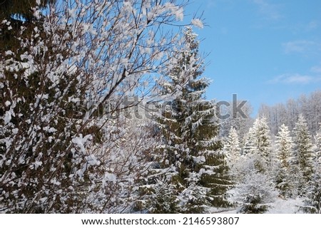 A wonderful forest in the winter. The snow cover the tree, the snow cover the forest.