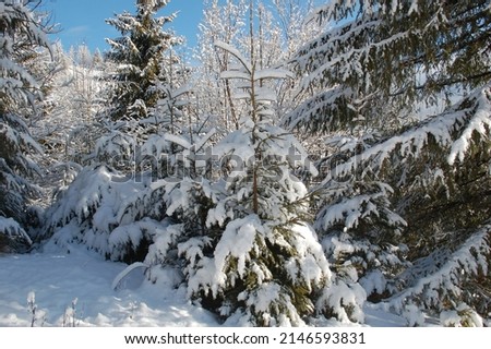 A wonderful forest in the winter. The snow cover the tree, the snow cover the forest.