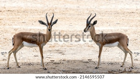 Dorcas gazelle (Gazella dorcas) inhabits nature desert reserves in the Middle East. Expanding human civilization is a major threat to populations of this species, focus on eyes of animals Royalty-Free Stock Photo #2146595507