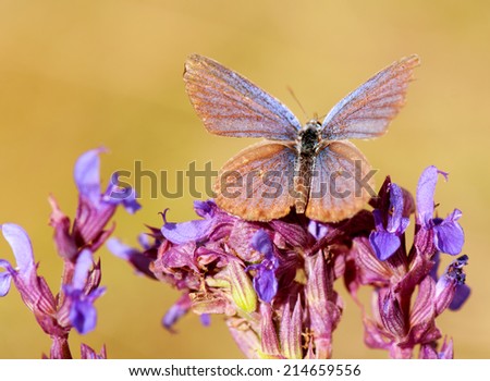 macro picture of a moth on wild flowers