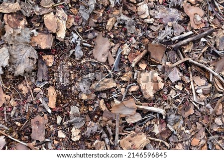 Rotting brown leaves, small twigs, sticks and decaying bark litter the ground, creating an organic image of browns and tans