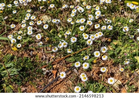 picture of daisies on the ground high quality