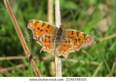 Large Tortoiseshell Butterfly resting on a twig in a meadow. Hidden beneath is a yellow ladybug.