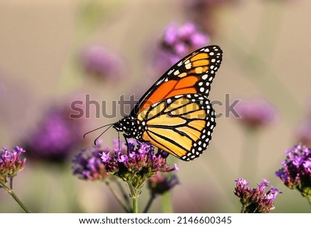 A beautiful Monarch Butterfly sitting atop a Purple Verbena flower pollinating its pink purple florets. Offset by a neutral colored background with softly depicted flowers. Royalty-Free Stock Photo #2146600345