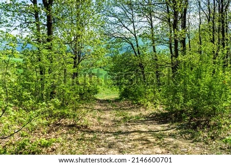 a path in the woods on a sunny summer day