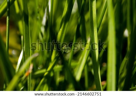 Grass macro dew water drop morning light