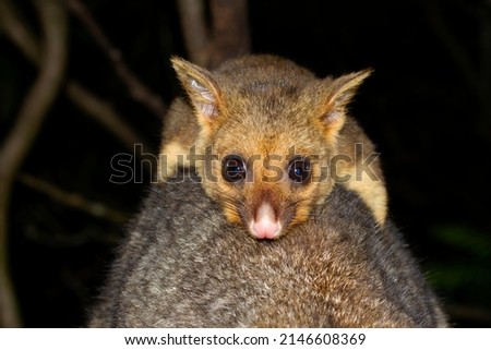 Closeup of an Australian baby brushtail possum, trichosurus vulpecula, just out of the pouch riding on his mothers' back clinging to her fur. Royalty-Free Stock Photo #2146608369