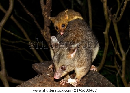 Closeup of an Australian baby brushtail possum, trichosurus vulpecula, just out of the pouch riding on his mothers' back clinging to her fur. Royalty-Free Stock Photo #2146608487