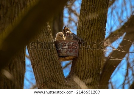 A great horned owl sits in the nest with her two chicks at Lake St. Clair Metropark, in Harrison Township, Michigan.