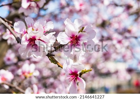 colourful flowers with nice blured background