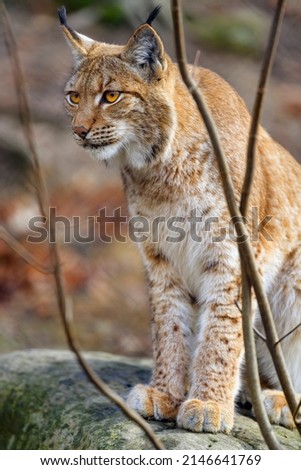 beautiful wild cat in natre