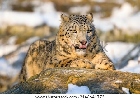 beautiful wild cat in natre