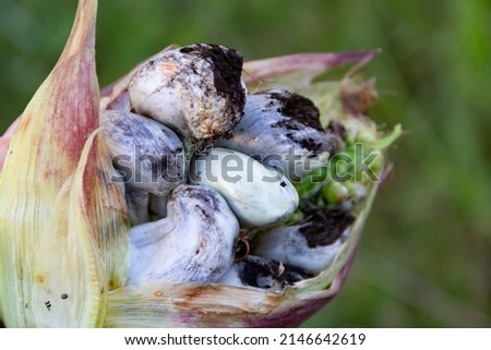 close view of the huitlacoche fungus that grows on corn