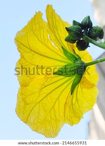 Yellow flower and buds of Ridge gourd (Loofah, luffa, Bitter Gourd and Snake Gourd) with sky background.