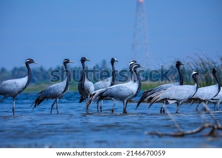 India, 9 December, 2021 : Flock of demoiselle cranes, Crane birds, Demoiselle crane, Grus virgo. Royalty-Free Stock Photo #2146670059