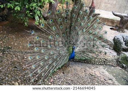 Photos of animals - peacock