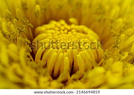 Yellow dandelion close up image.