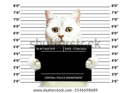 British cat holding a police department banner. Mugshot. Photo of the criminal's arrest. Funny picture with animals.