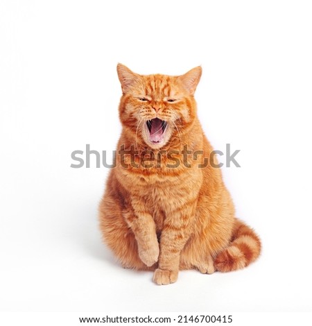 red british fluffy striped cat with wide open mouth screaming yawning shows sharp teeth and a red tongue