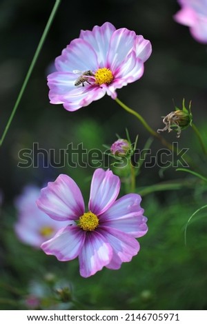 White with pink edges cosmea (Cosmos bipinnatus) Picotee blooms in a garden in September