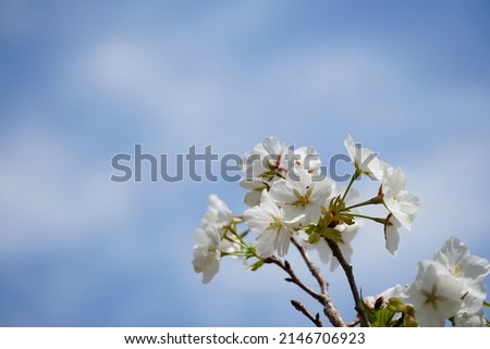 Photo of white cherry blossoms