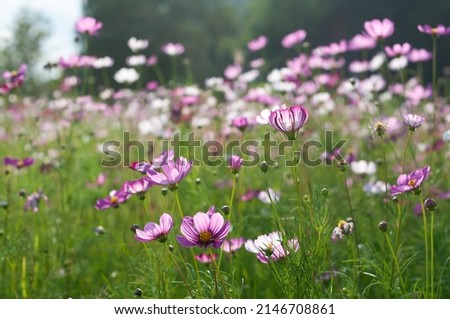 Cosmos flower meadow. Pink cosmos. Beautiful cosmos landscape. Blooming summer. Cosmos field. Royalty-Free Stock Photo #2146708861
