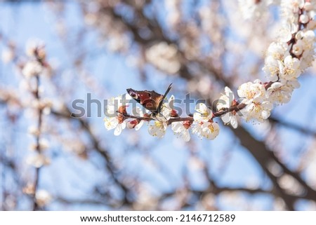 Butterfly on Branch with white cherry blossoms flowers