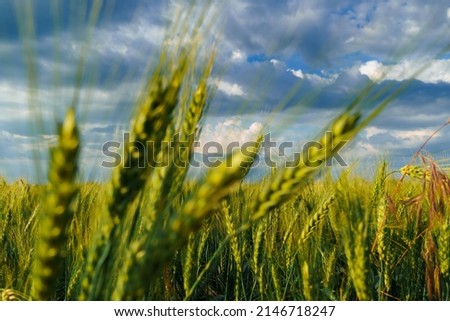 agricultural field with green wheat sprouts, dramatic spring landscape on cloudy day, overcast sky as background Royalty-Free Stock Photo #2146718247