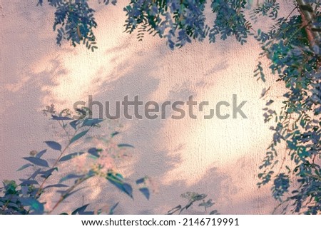 Pink-purple shadow from graceful leaves on a white concrete wall. Romantic light effect from low sun.