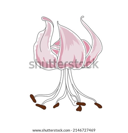 Lily flowers pink sketch, Beautiful vector illustration
