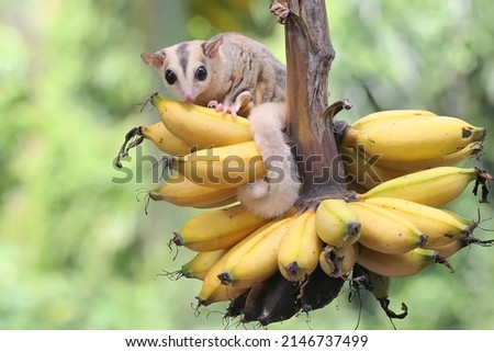 A young mosaic sugar glider eating a ripe banana on a tree. This mammal has the scientific name Petaurus breviceps. Royalty-Free Stock Photo #2146737499