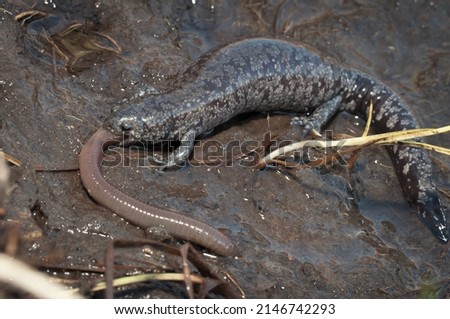 Smallmouth salamander eating a worm