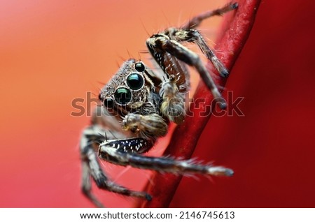 Macro closeup. Hyllus semicupreus Jumping Spider. This spider is known to eat small insects like grasshoppers, flies, bees as well as other small spiders.

 Royalty-Free Stock Photo #2146745613