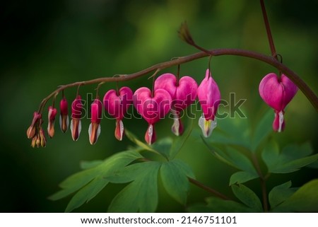 Dicentra spectabilis. Plant with flowers in the shape of a heart. Dicentra spectabilis pink bleeding hearts in bloom on the branches 
flowering plant in springtime garden, romantic flowers