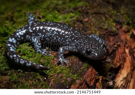 Bright blue spotted jefferson unisexual ambystoma salamander