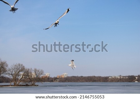 Seagulls flying and playing around an open water hole