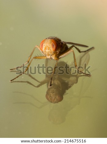 Gorgeous Double Reflection of Immature House Fly Musca domestica On Glass