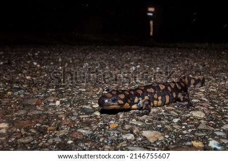Adult eastern tiger salamander migrating across road at night