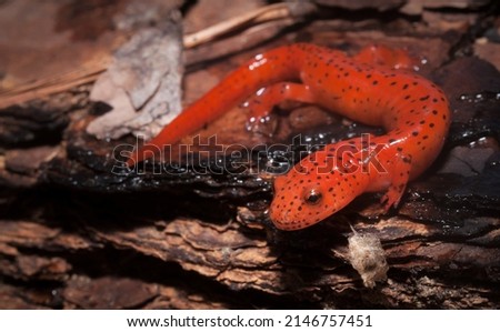 Bright red juvenile northern red salamander macro portrait on log