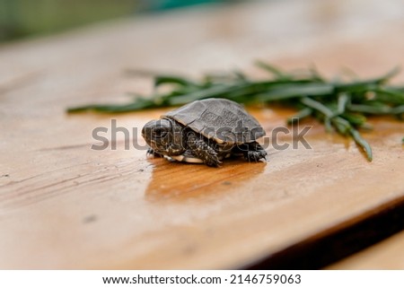 Turtle on a wooden board, in the background lies grass.