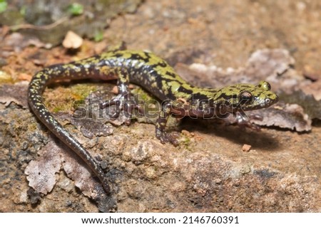 Green salamander macro portrait on rock